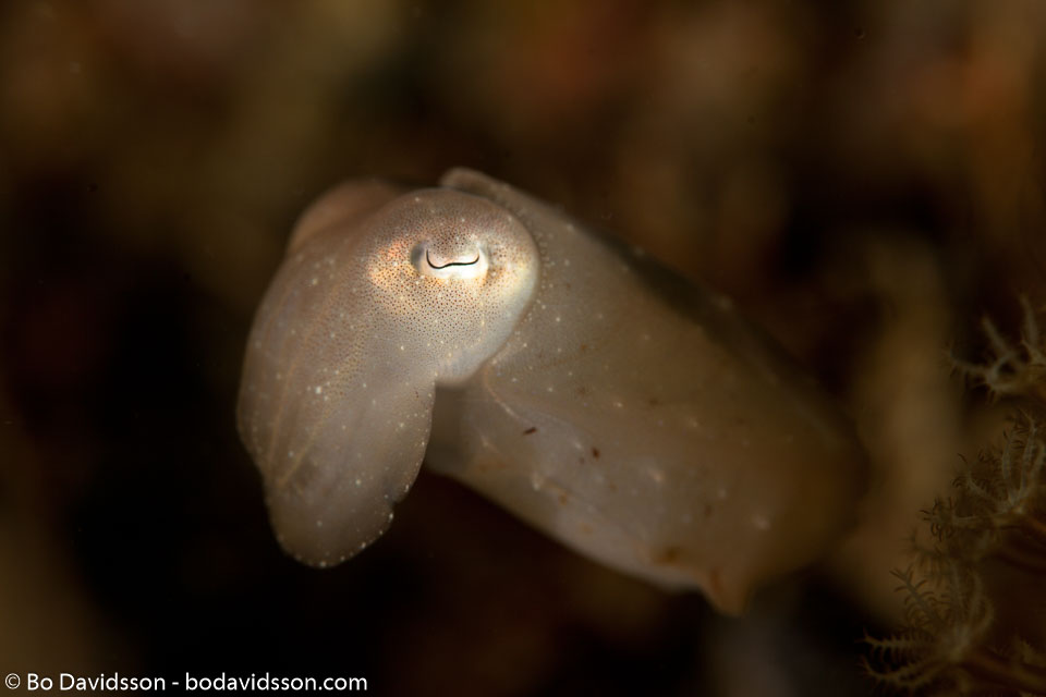 BD-110317-Puerto-Galera-3863-Sepia-latimanus.-Quoy---Gaimard.-1832-[Broadclub-cuttlefish].jpg